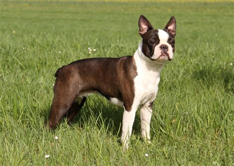 olde boston bulldog